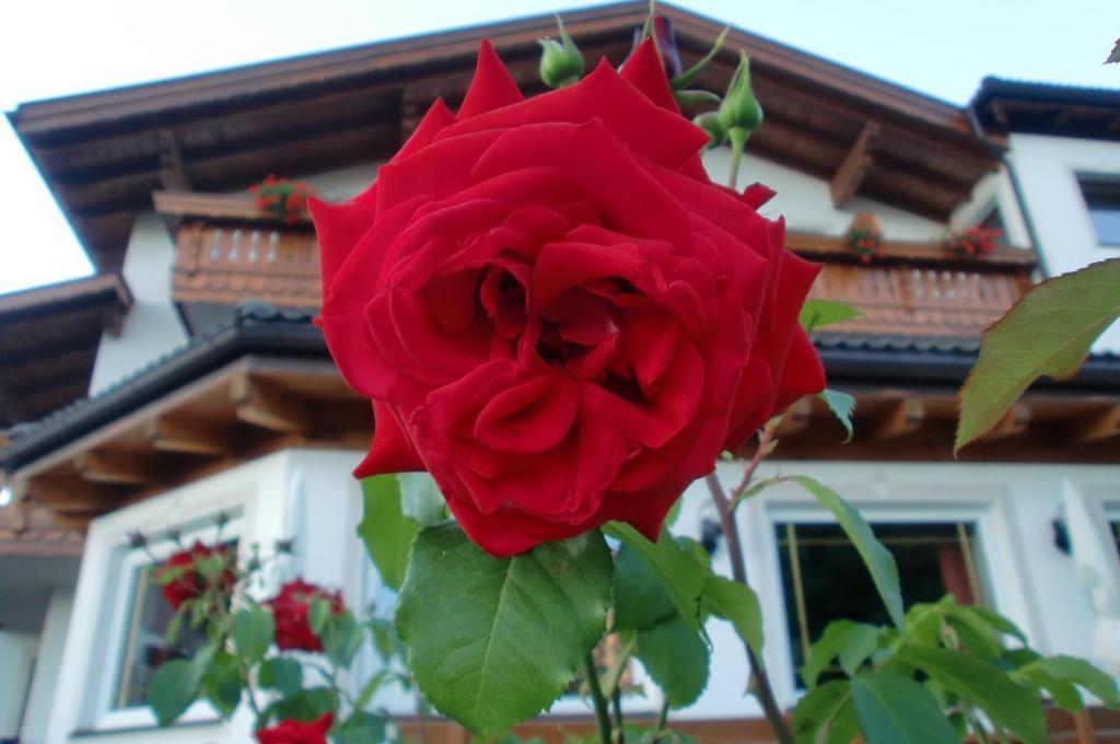 Hotel Viktoria Кастельротто Экстерьер фото